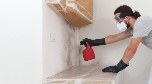 Professional Basement Mold Removal technician working in Queen Anne, MD