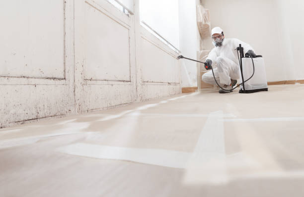 24/7 Emergency Basement Mold Removal experts in Queen Anne, MD