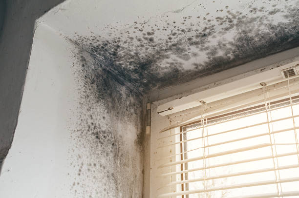 Affordable Basement Mold Removal solutions in Queen Anne, MD