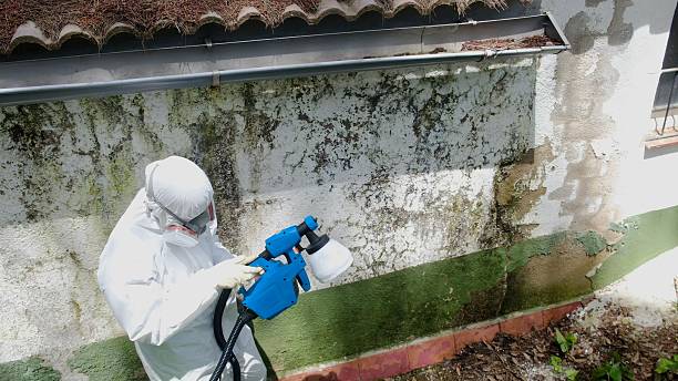 Top rated local Basement Mold Removal specialists in Queen Anne, MD